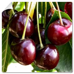 Cerejeiras arvores frutiferas